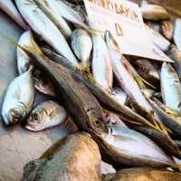 Halbinsel Sithonia - Fische auf dem Markt von Nikiti