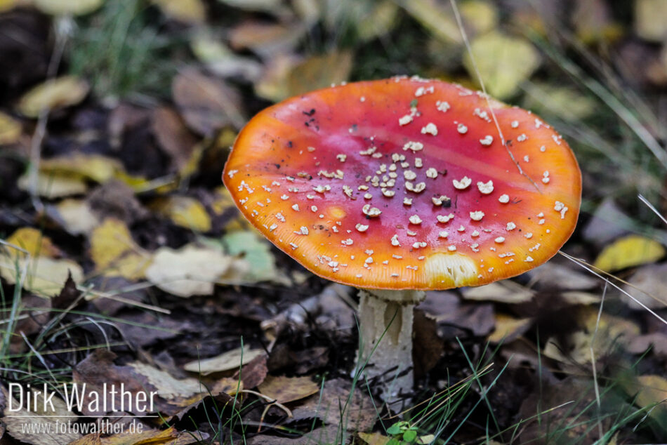 Pilz