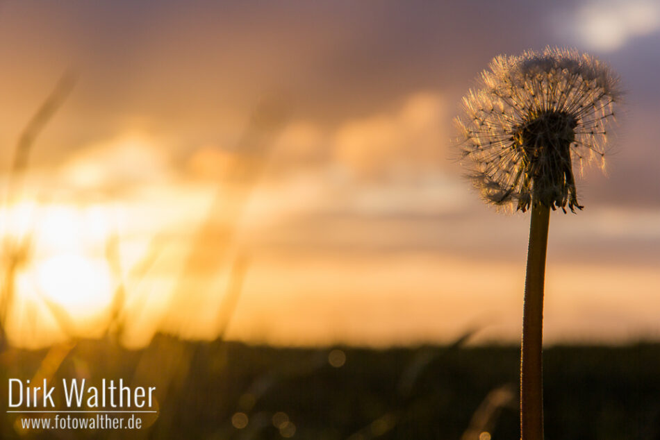 Pusteblume