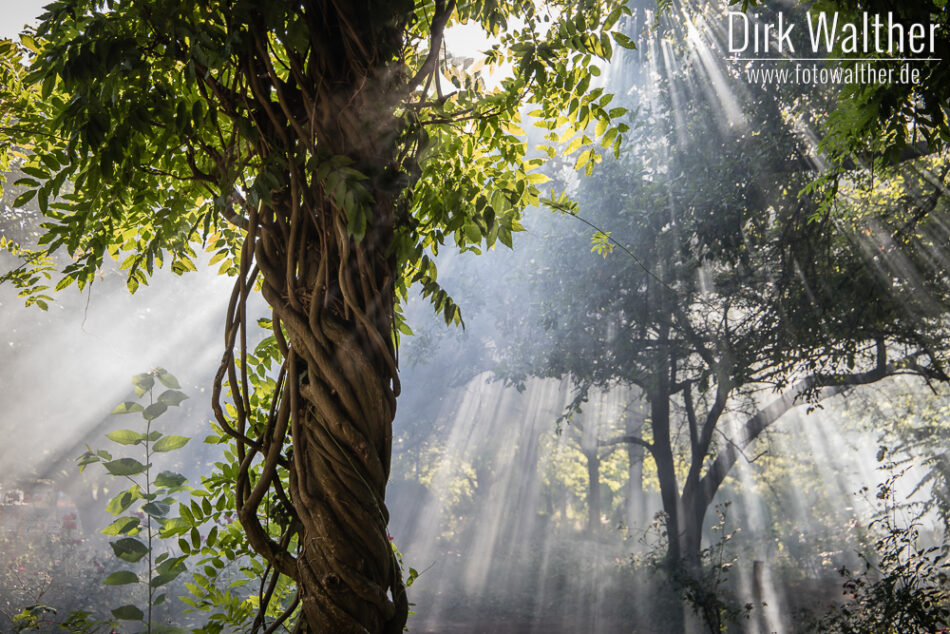 Sonnenstrahlen im Wald
